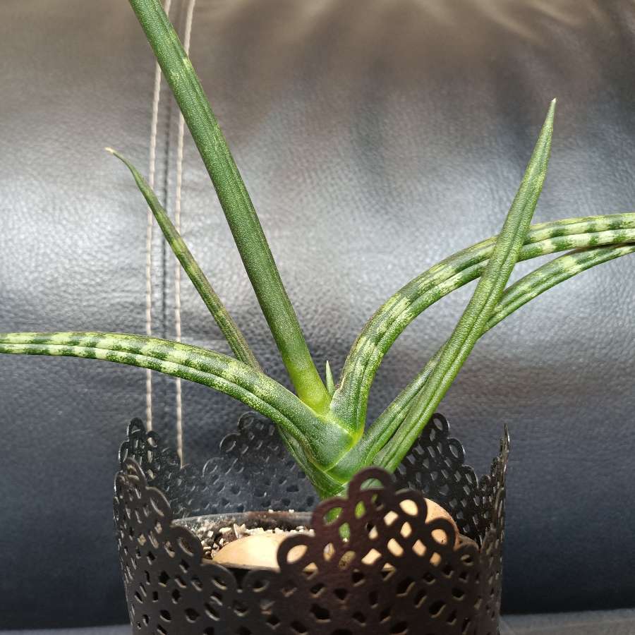 Sansevieria cylindryczna