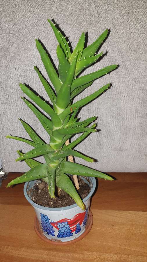 Aloes zielony nr 1 4