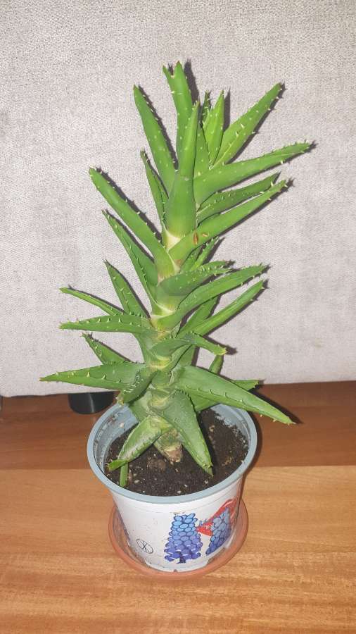 Aloes zielony nr 1 4