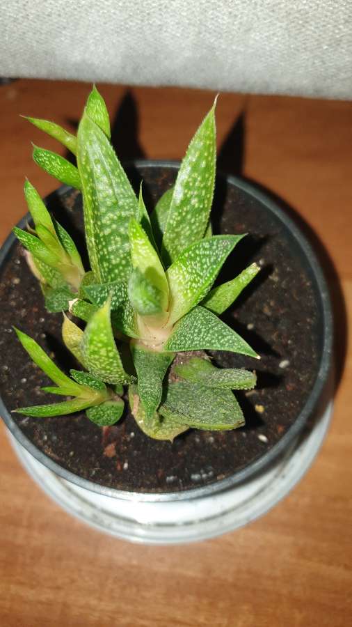 Gasteria  3