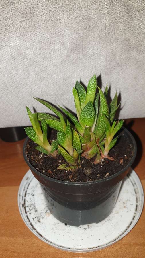 Gasteria  2