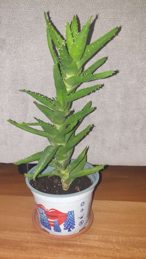 Aloes zielony nr 1 3