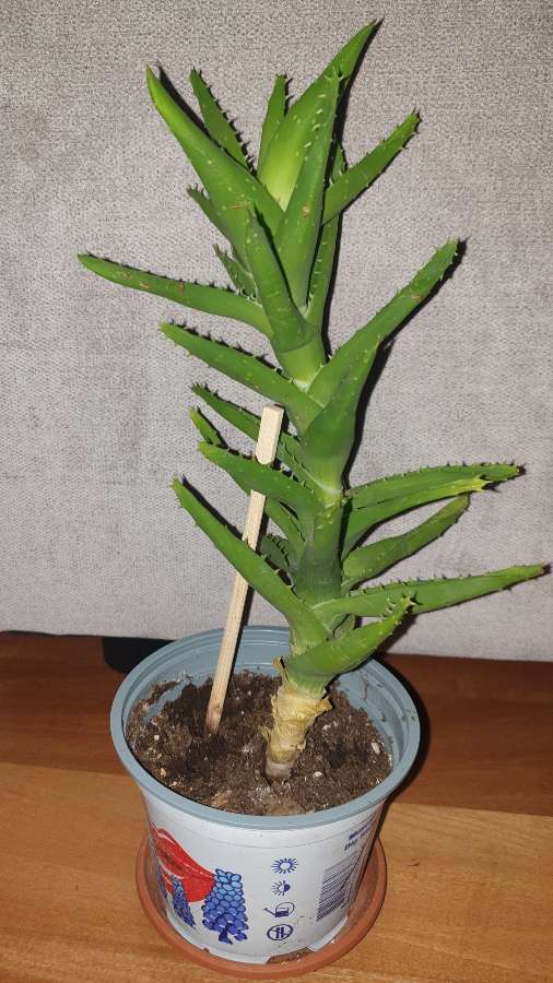 Aloes zielony nr 1 2