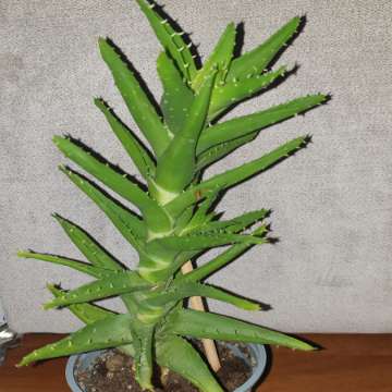 Aloes zielony nr 1