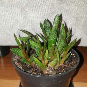 Gasteria 
