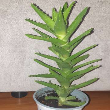 Aloes zielony nr 1