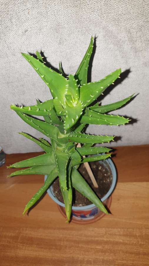 Aloes zielony nr 1 3