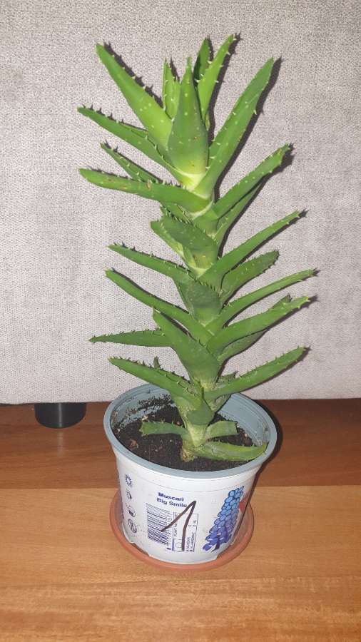 Aloes zielony nr 1 2