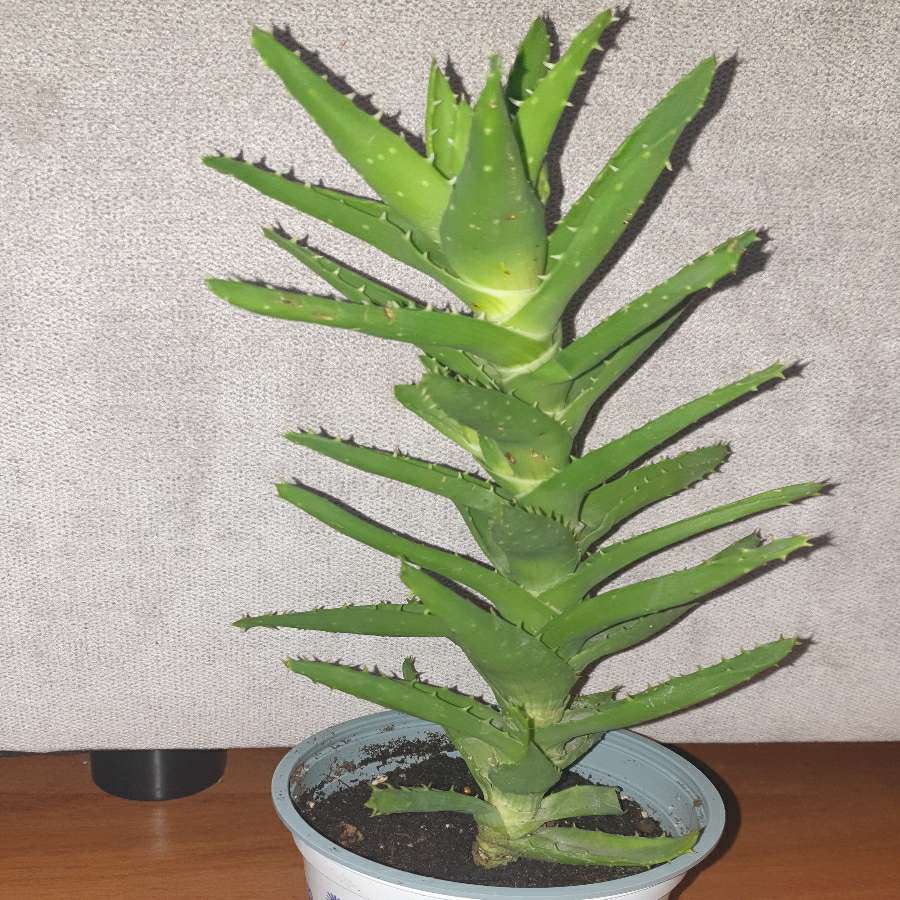 Aloes zielony nr 1
