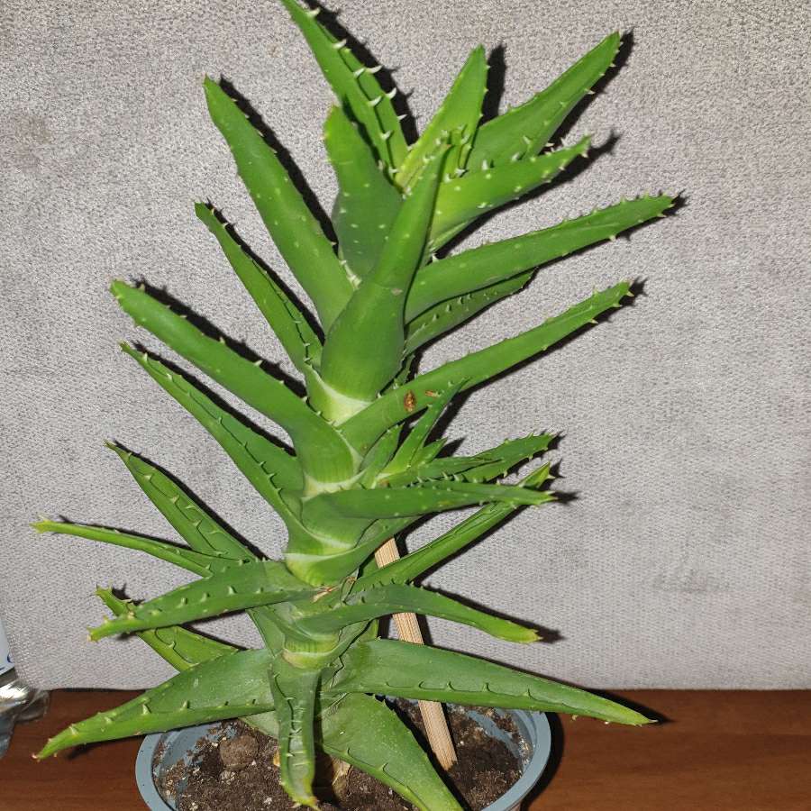 Aloes zielony nr 1