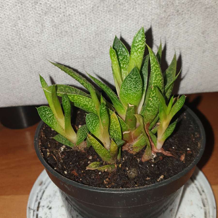 Gasteria 