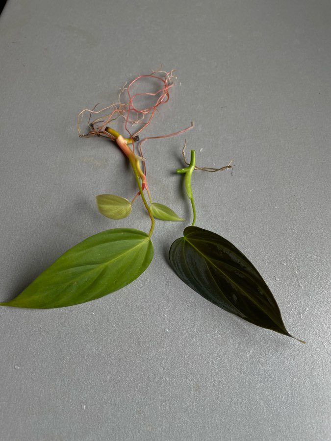 Philodendron splendid 2