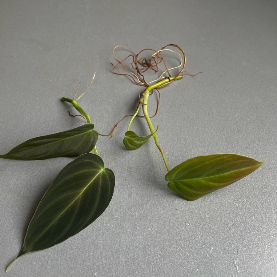 Philodendron splendid