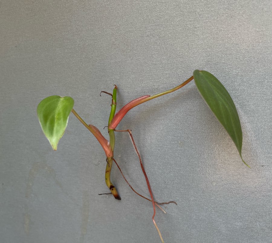 Philodendron splendid