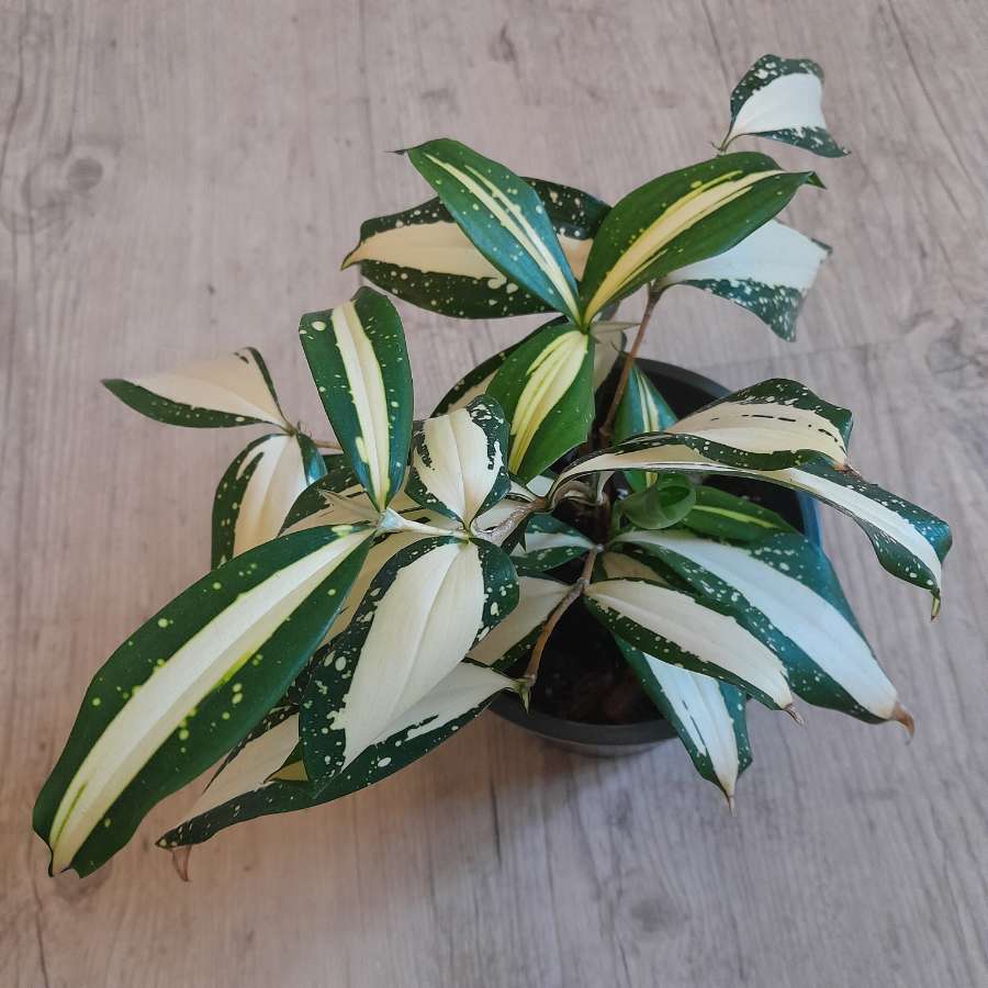 Dracena 'Milky Way' 5