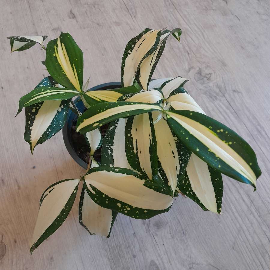 Dracena 'Milky Way' 4