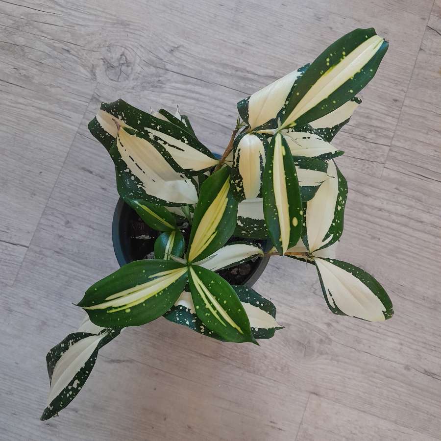 Dracena 'Milky Way' 2