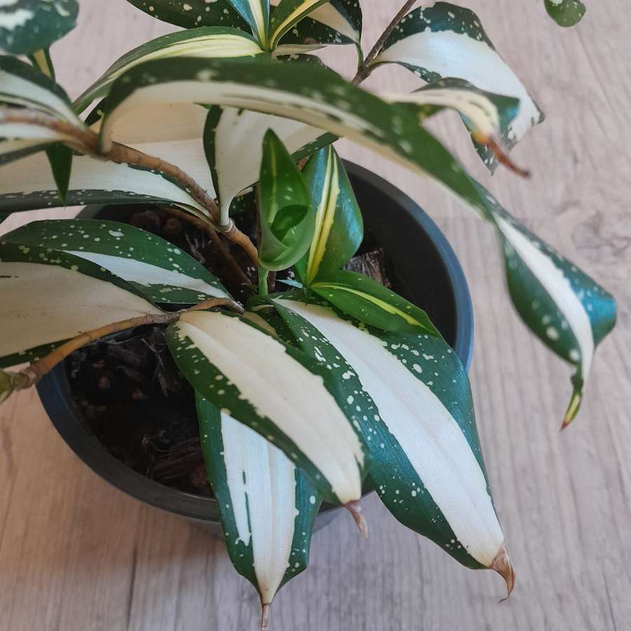 Dracena 'Milky Way' 3
