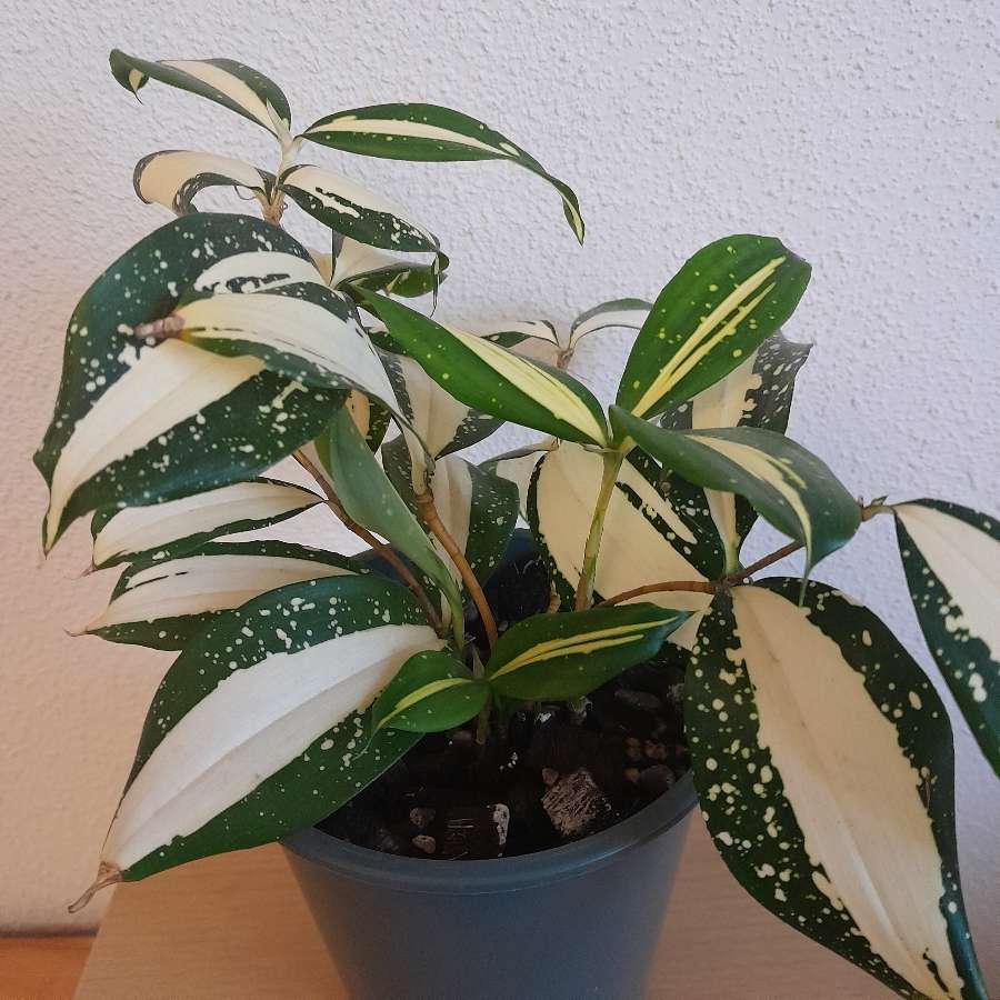 Dracena 'Milky Way'