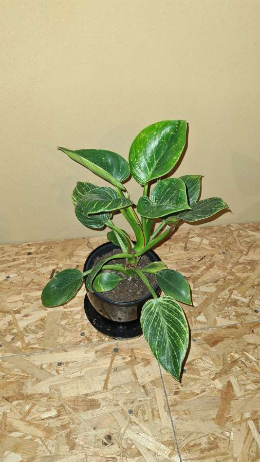 Duży philodendron birkin 2