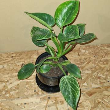 Duży philodendron birkin