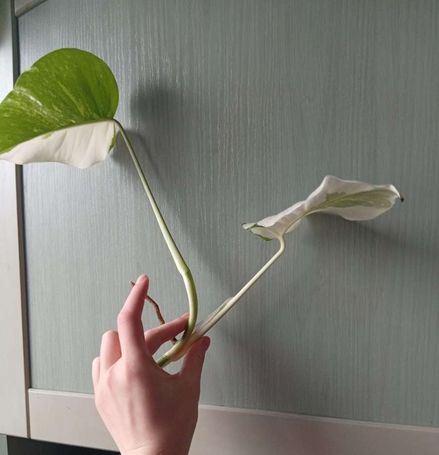 Monstera albo variegata 2