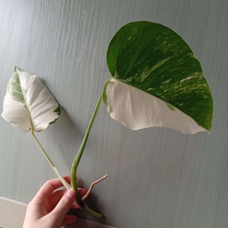Monstera albo variegata