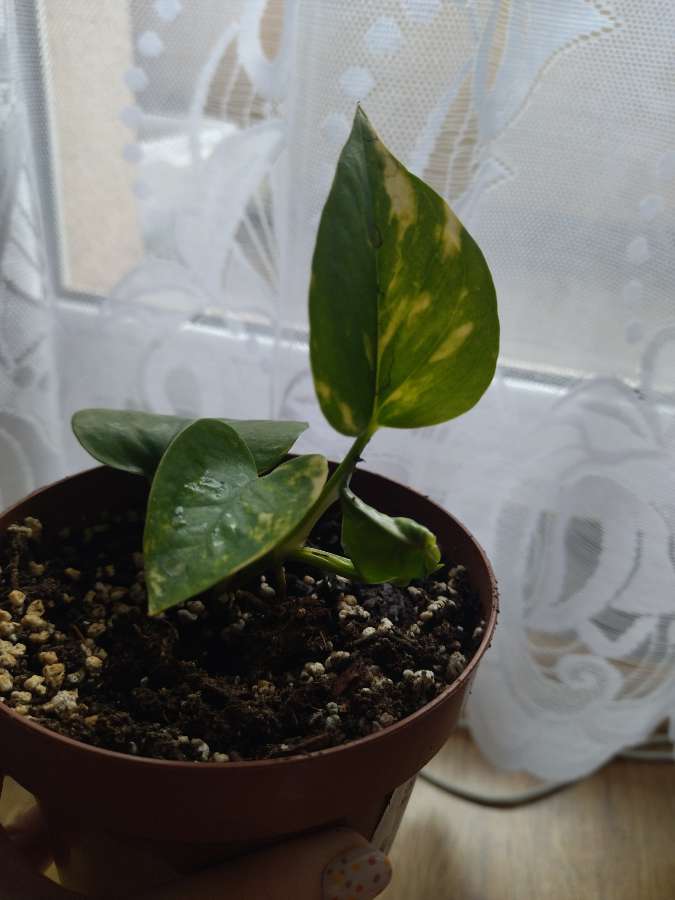 Epipremnum aureum 3