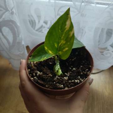 Epipremnum aureum