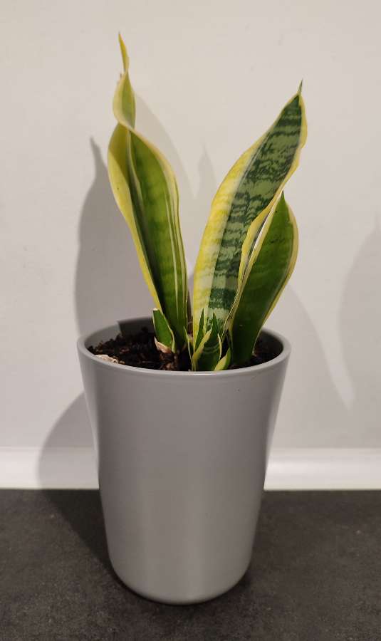 Sanseveria 2