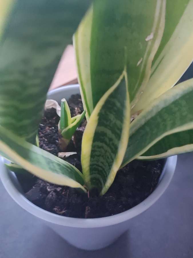 Sanseveria 3