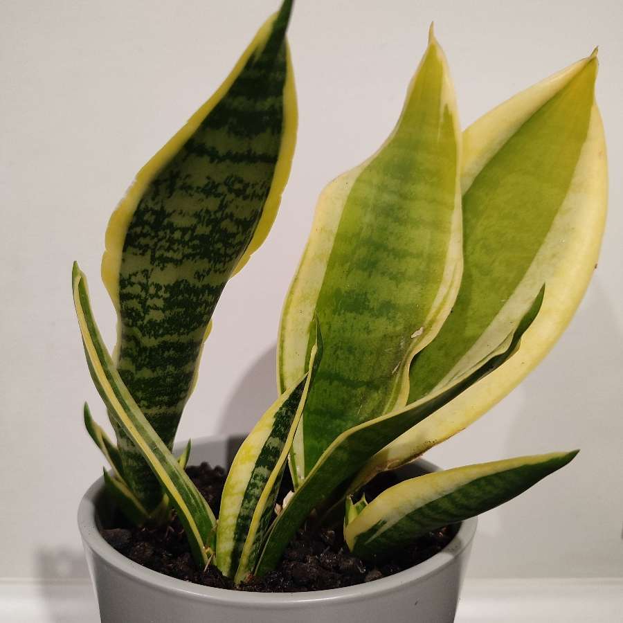 Sanseveria