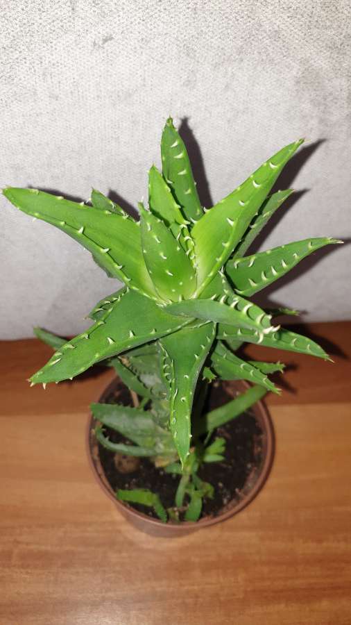 Duży aloes zielony,  nr 2 3
