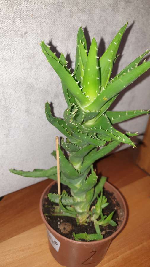 Duży aloes zielony,  nr 2 4