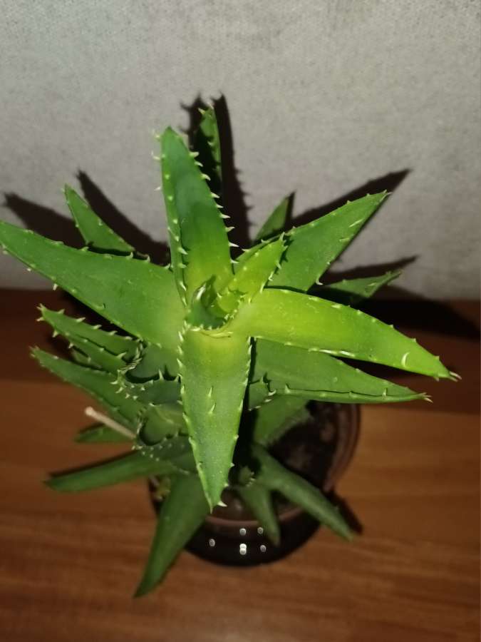 Duży aloes zielony,  nr 2 3