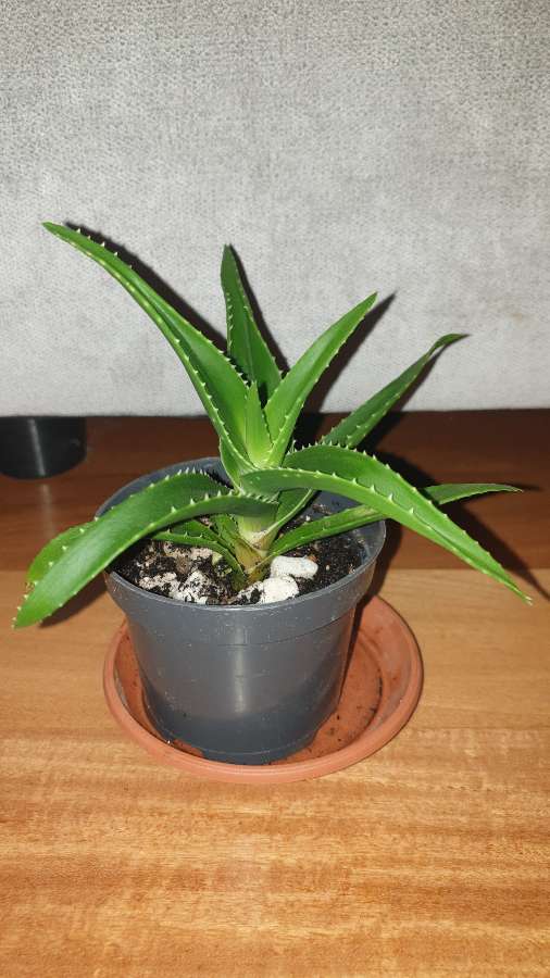 Aloes zielony nr 1 3