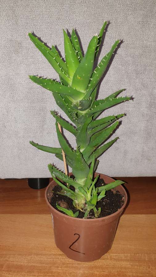 Duży aloes zielony,  nr 2 2