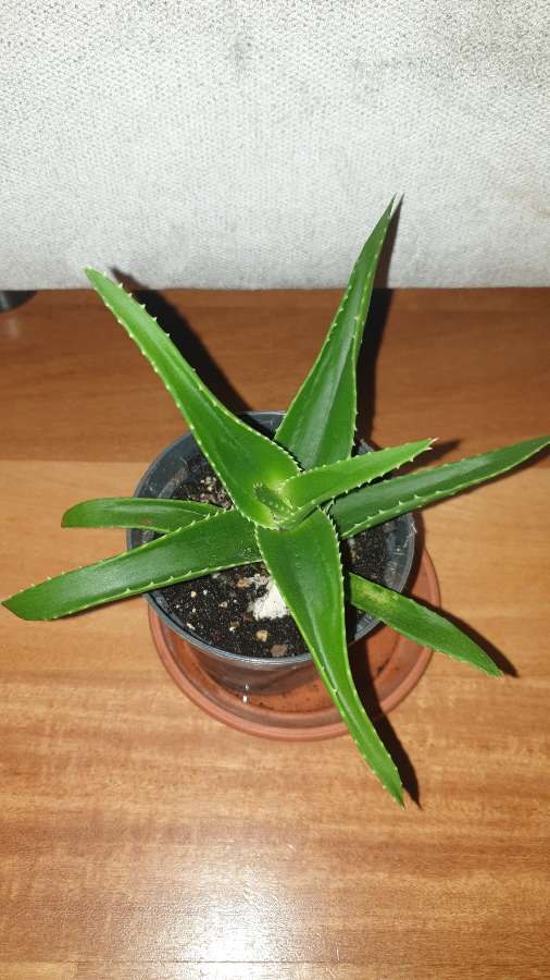 Aloes zielony nr 1 2