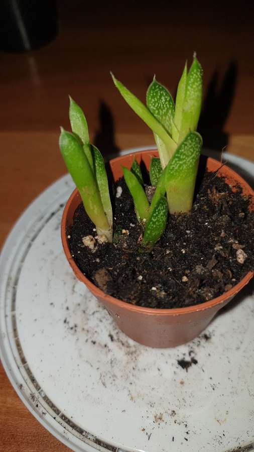 Mini gasteria 3