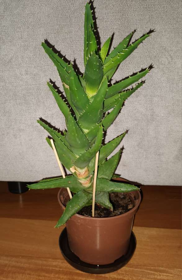 Duży aloes zielony,  nr 2 2