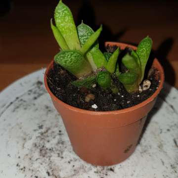 Mini gasteria
