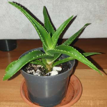 Aloes zielony nr 1