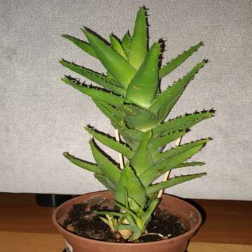 Duży aloes zielony,  nr 2