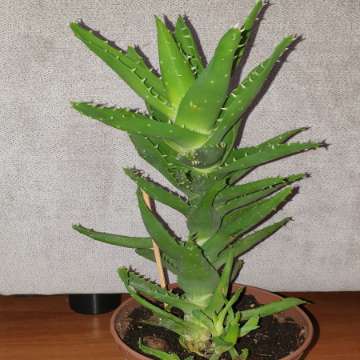 Duży aloes zielony,  nr 2