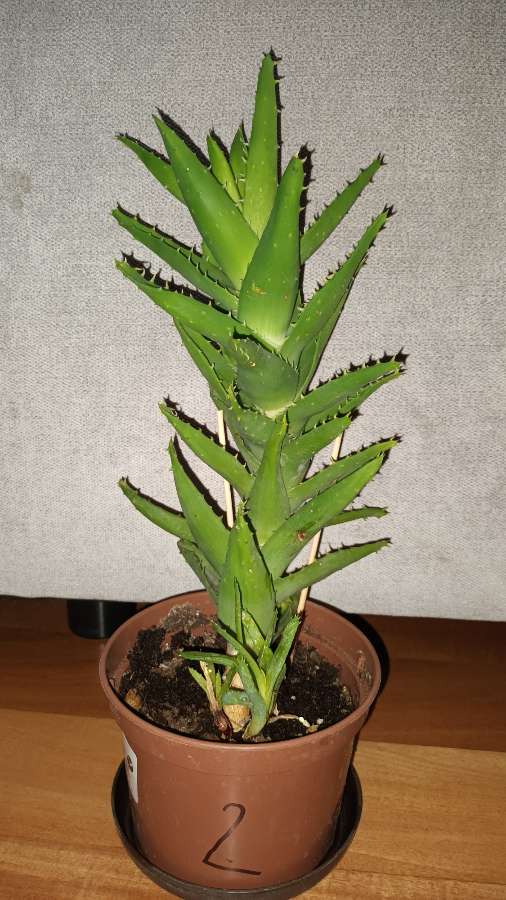 Duży aloes zielony,  nr 2 4