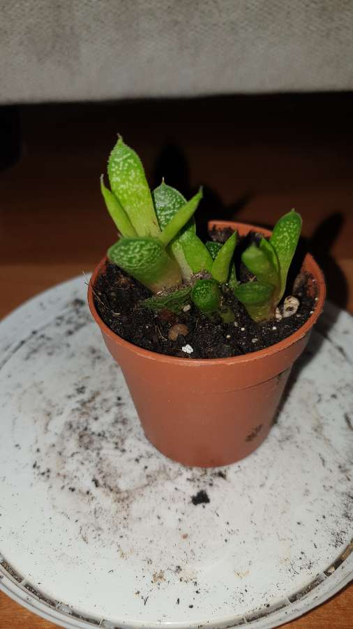 Mini gasteria 2