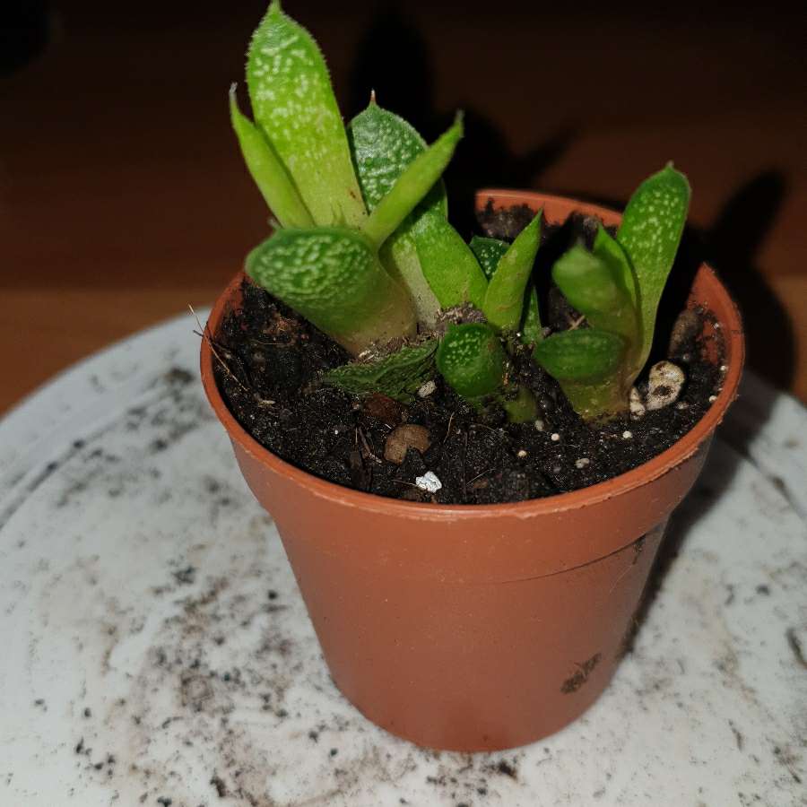 Mini gasteria