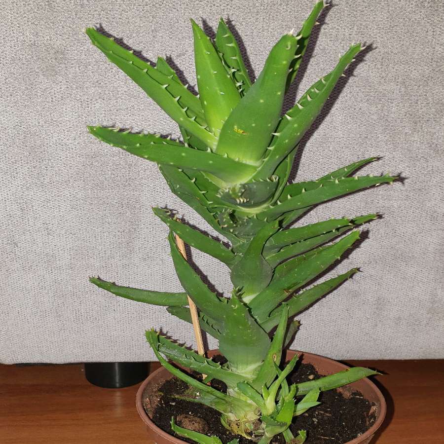 Duży aloes zielony,  nr 2