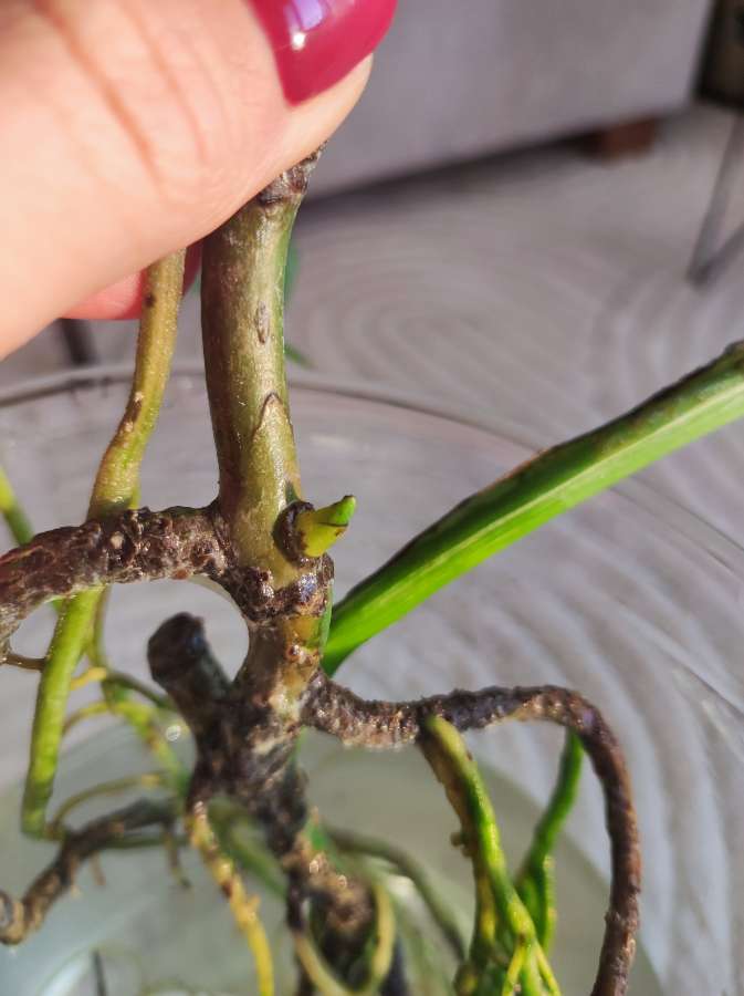 Monstera Deliciosa 3