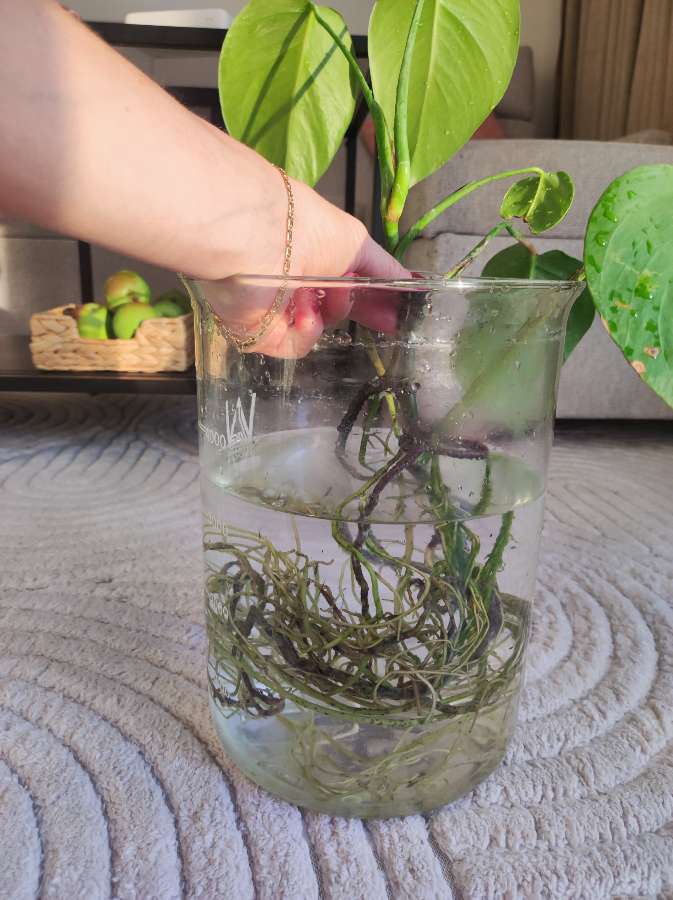 Monstera Deliciosa 5